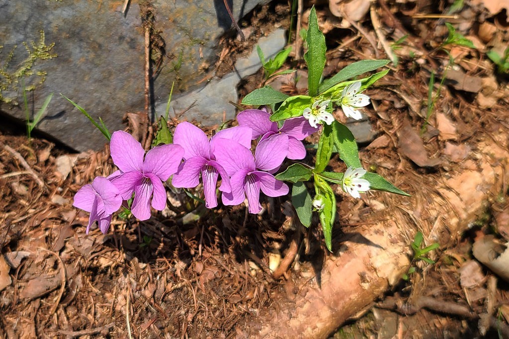 고깔제비꽃20200410_105851.jpg