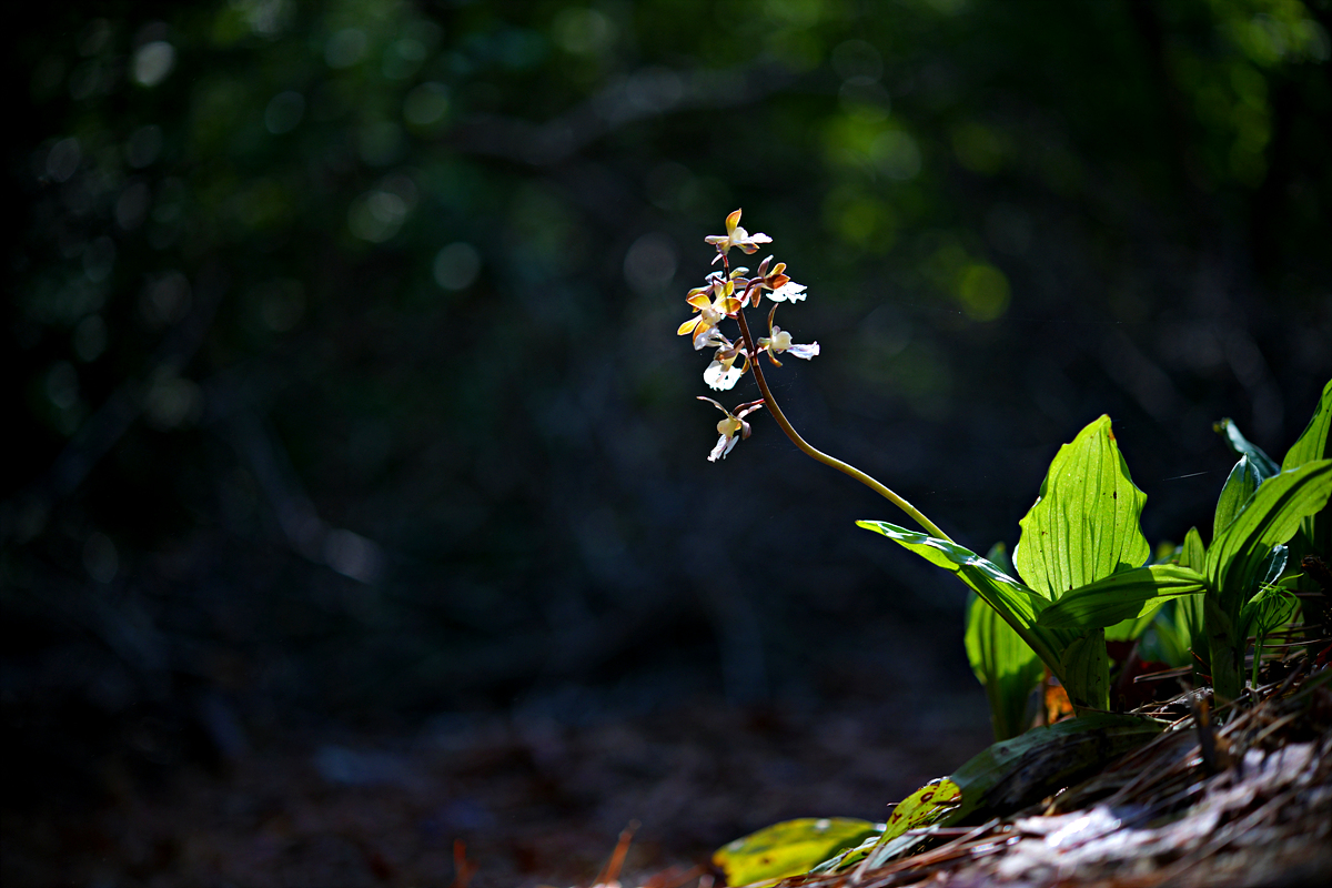 DSC_0214.jpg