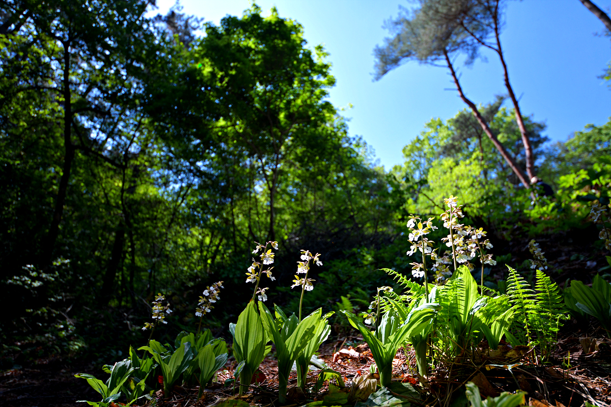 DSC_0263.jpg