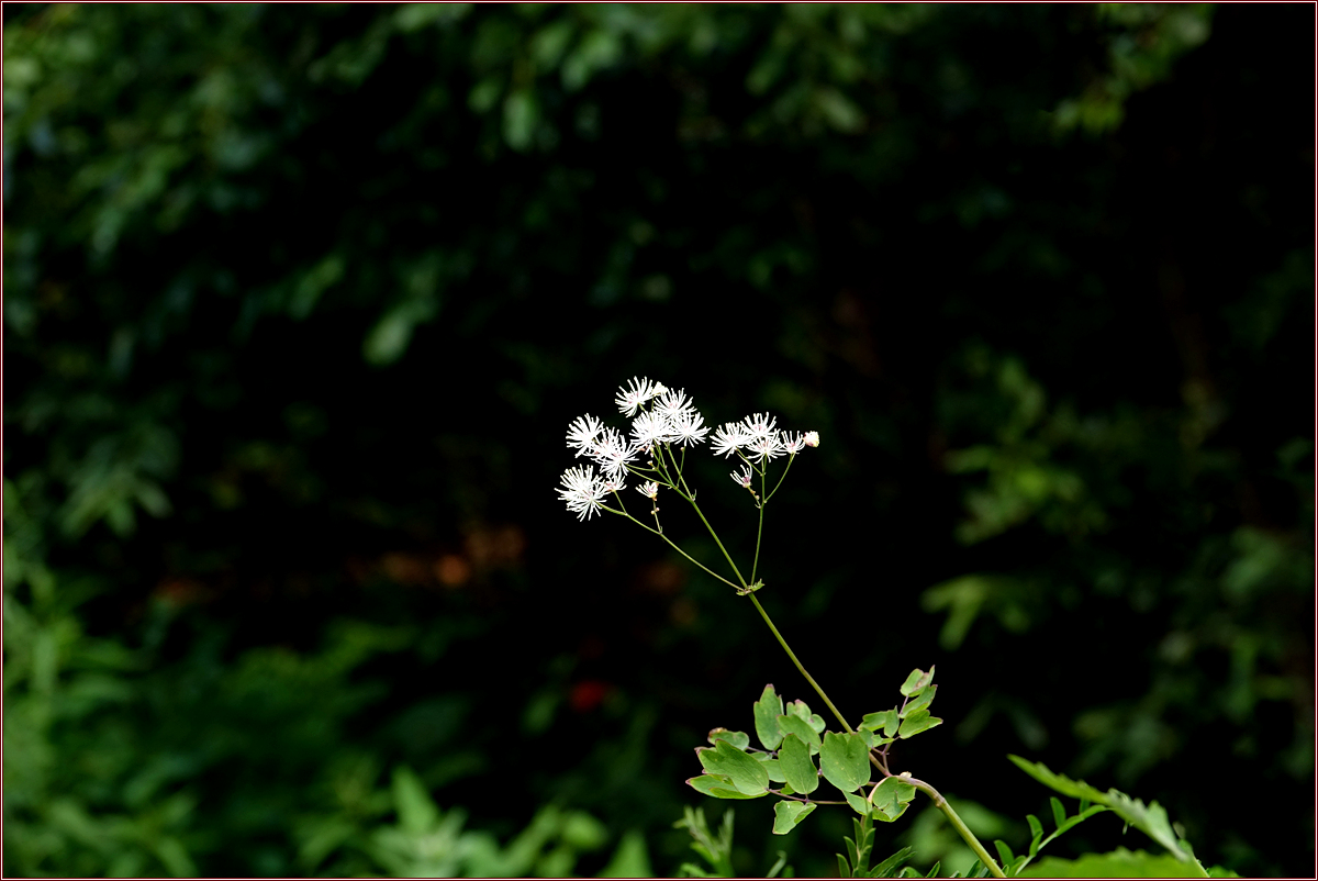 KHS02342꿩의다리.jpg