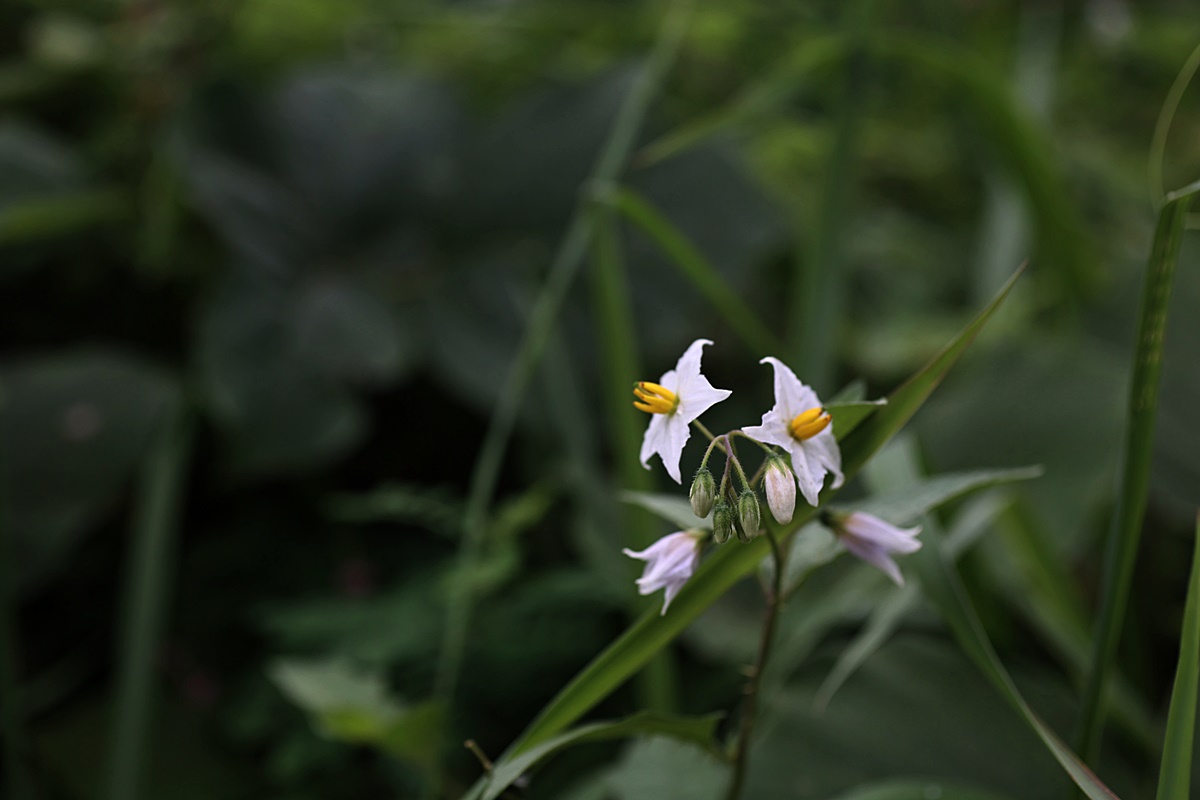 25-07-15 (81)-1.JPG