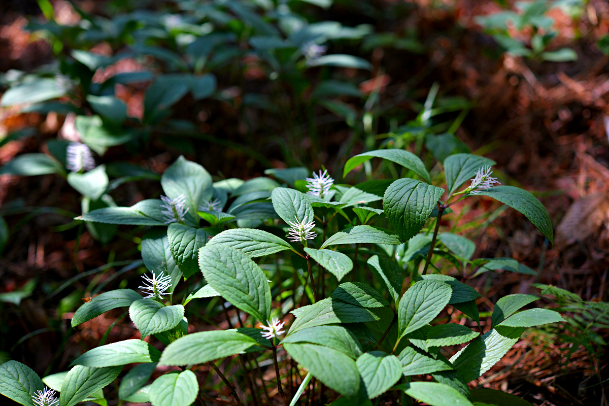 DSC_0276.jpg