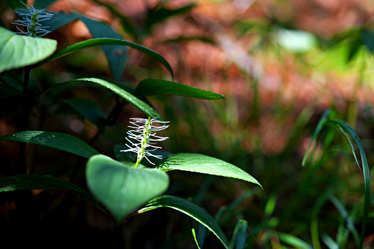 DSC_0279.jpg