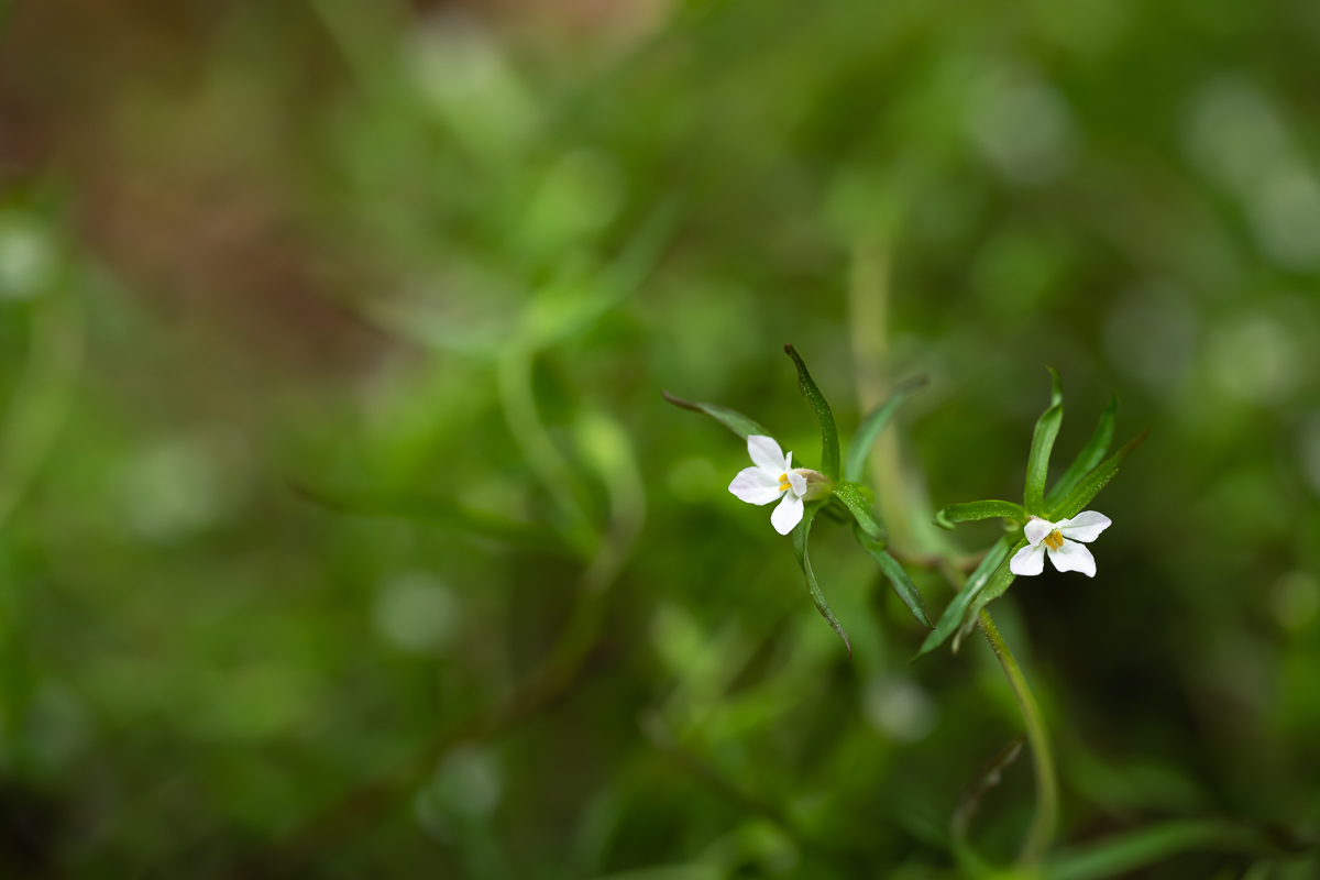 DSC_3100.jpg