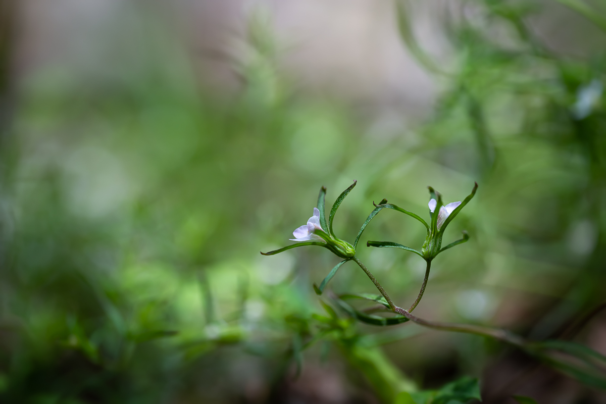 DSC_3142.jpg