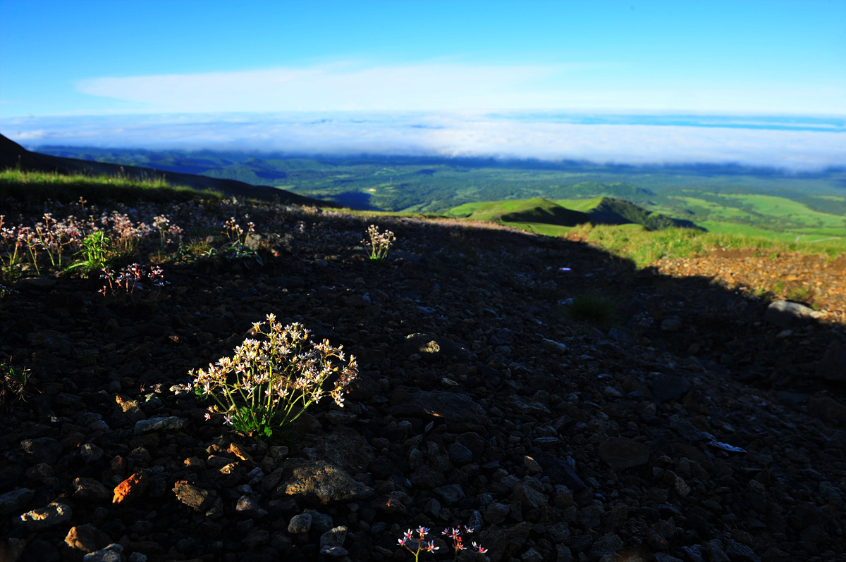 DSC_4518a.jpg