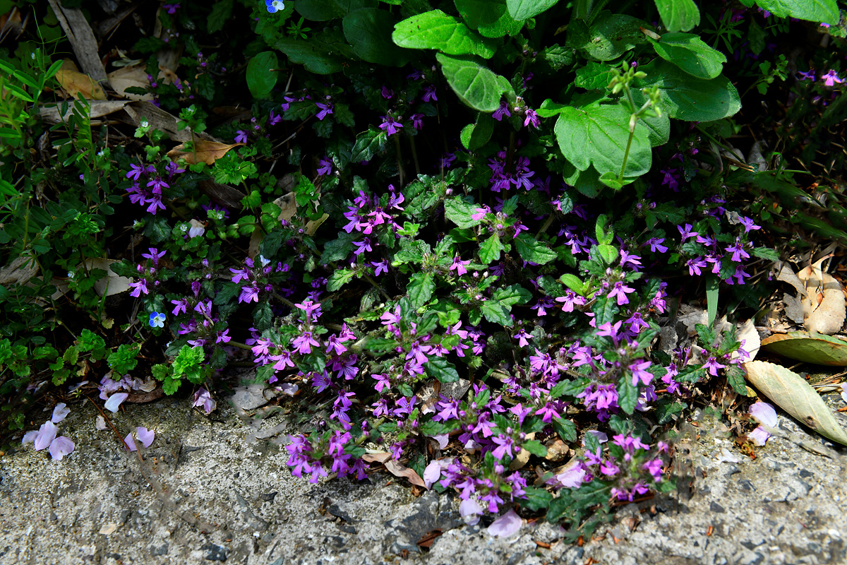 _DSC4084aa.jpg