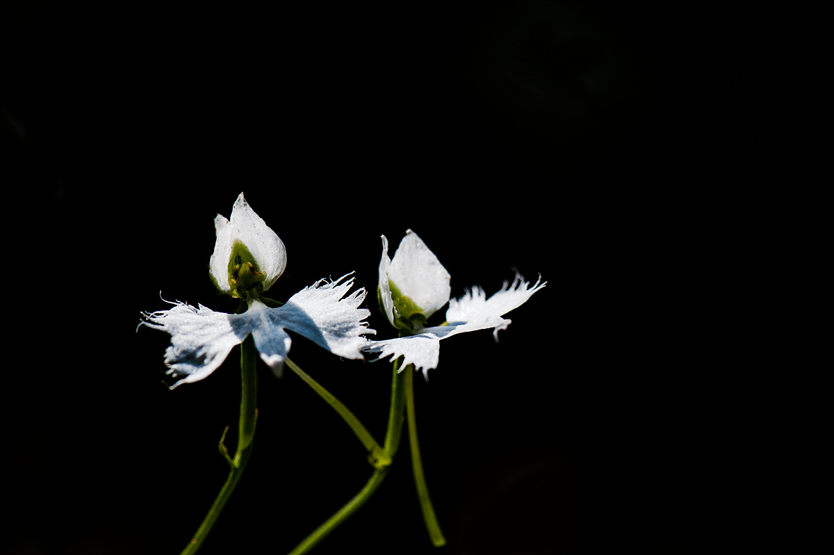 DSC_7978bbb.jpg