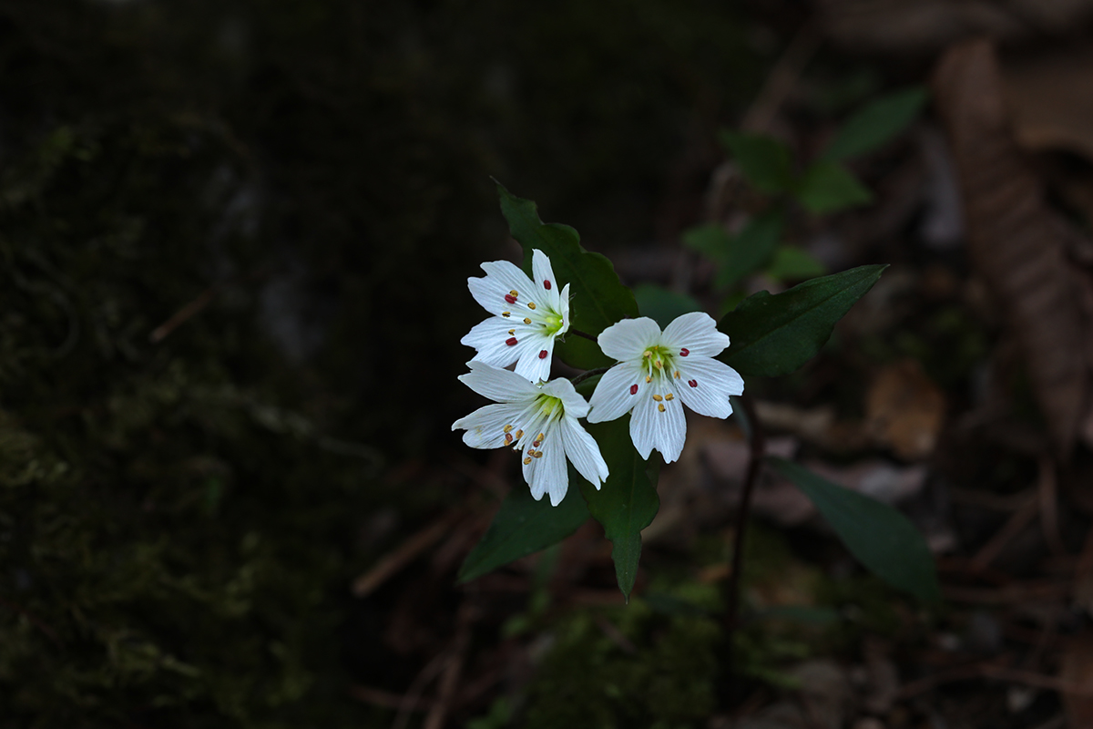 IMG_9697a.jpg