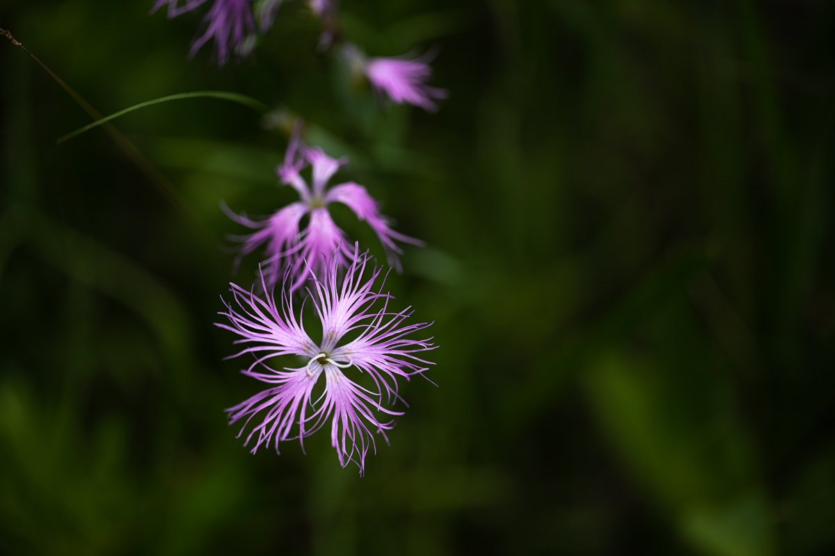 DSC_0199.jpg