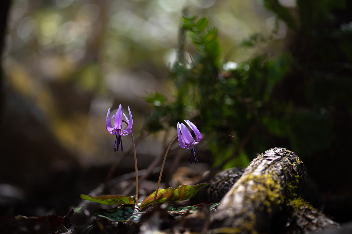 DSC_0215.jpg