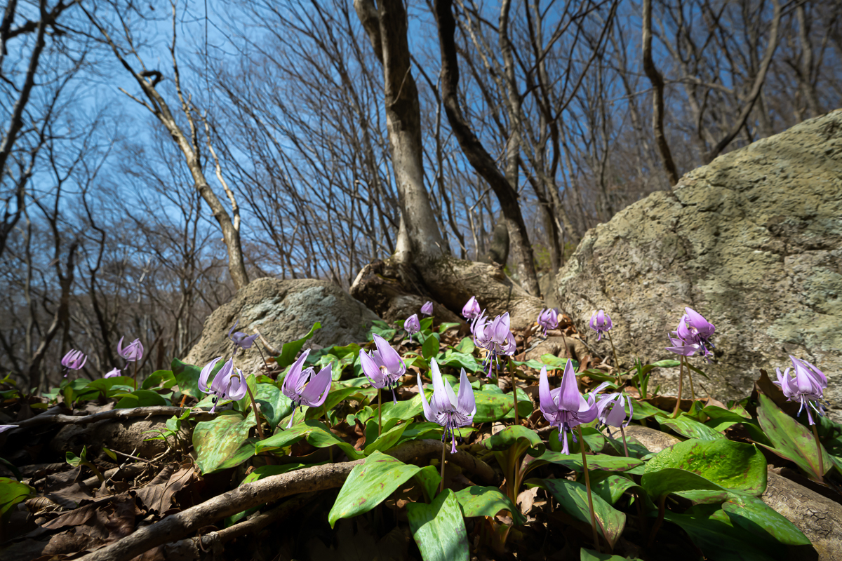 DSC_0242.jpg