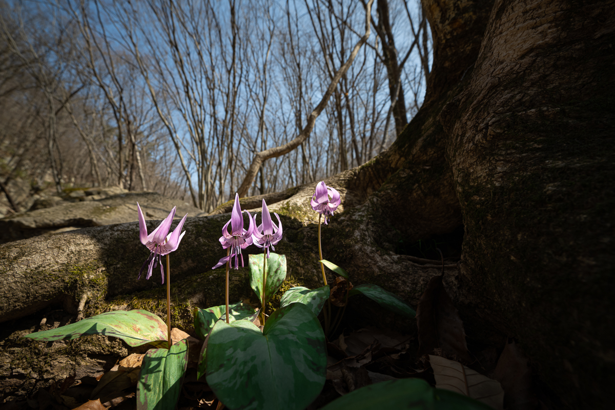 DSC_0249.jpg