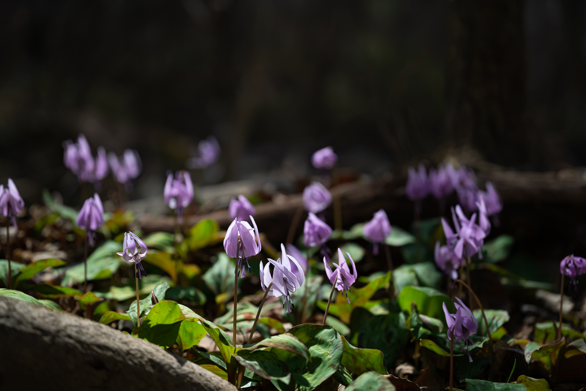 DSC_0271.jpg
