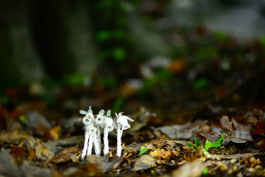 DSC_4590.JPG