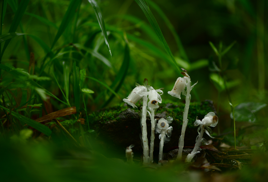 DSC_4605.JPG