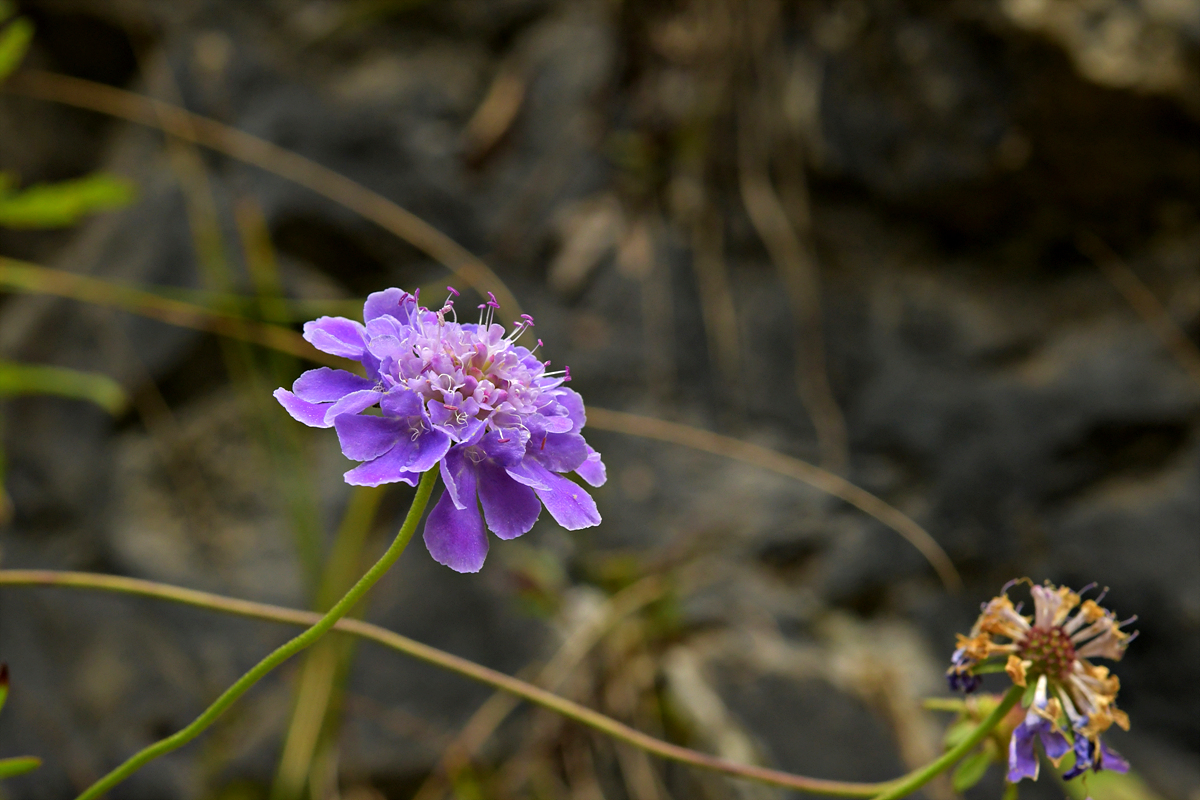 DSC_5996.jpg