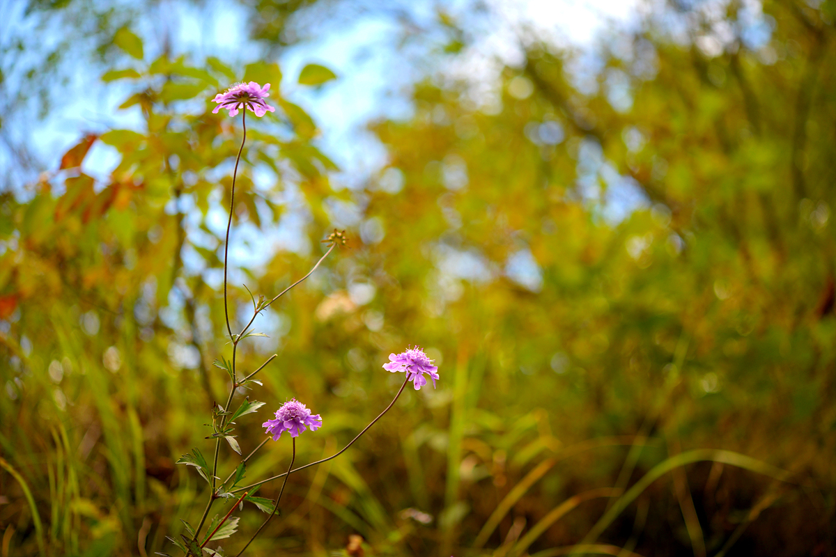 DSC_6007.jpg