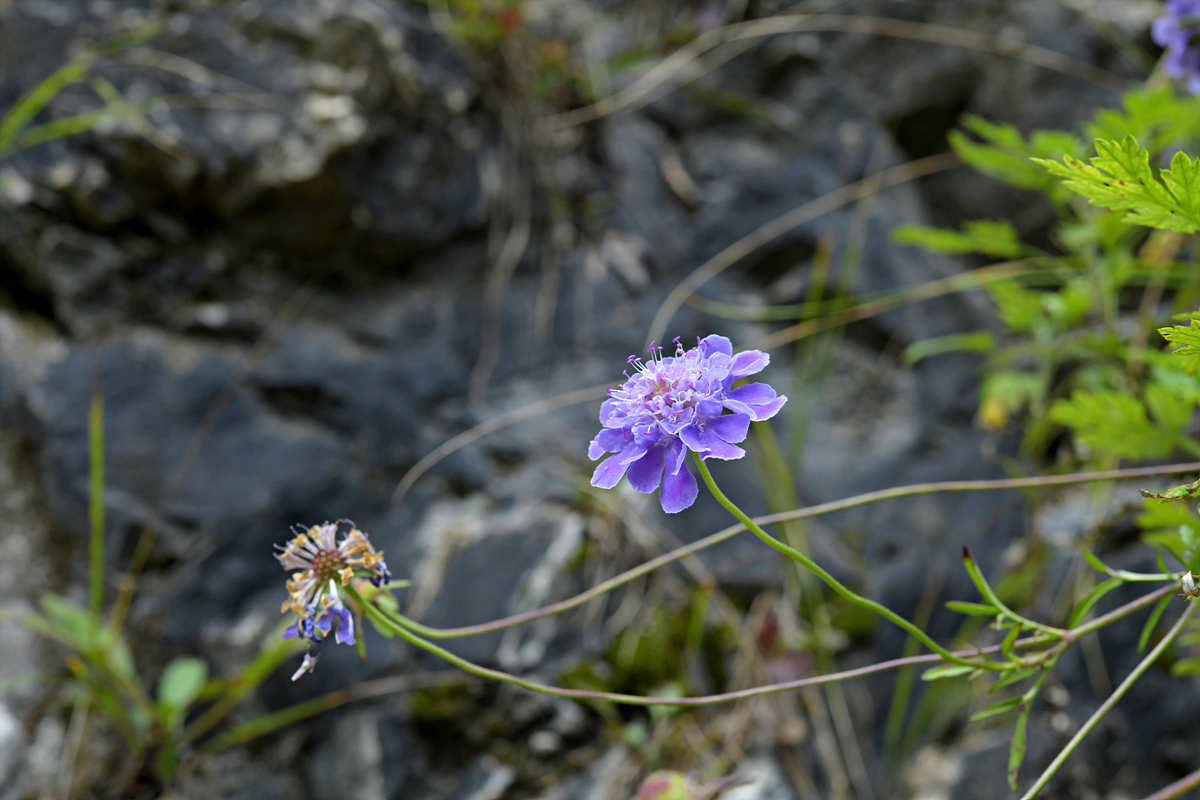 DSC_5995.jpg