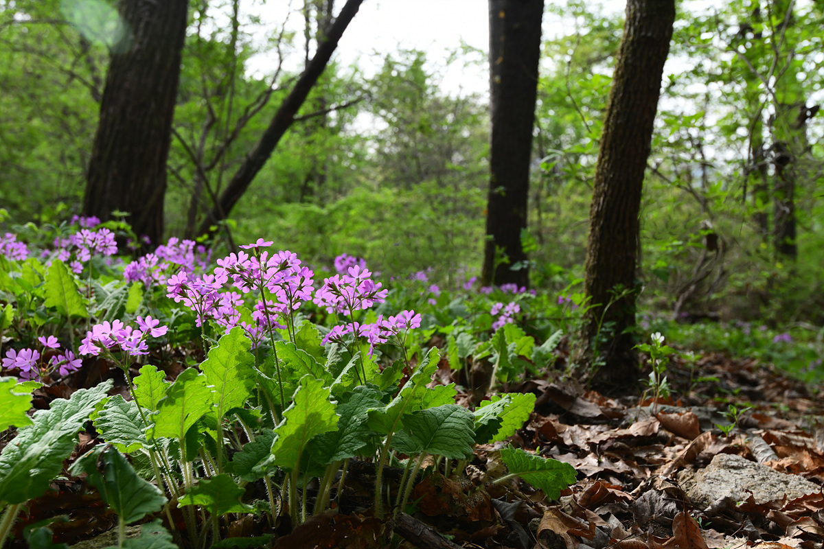 DSC_4094sss.jpg