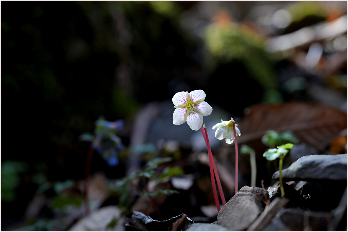 DSC_9268.jpg