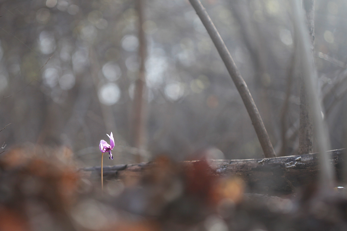 IMG_8214a.jpg