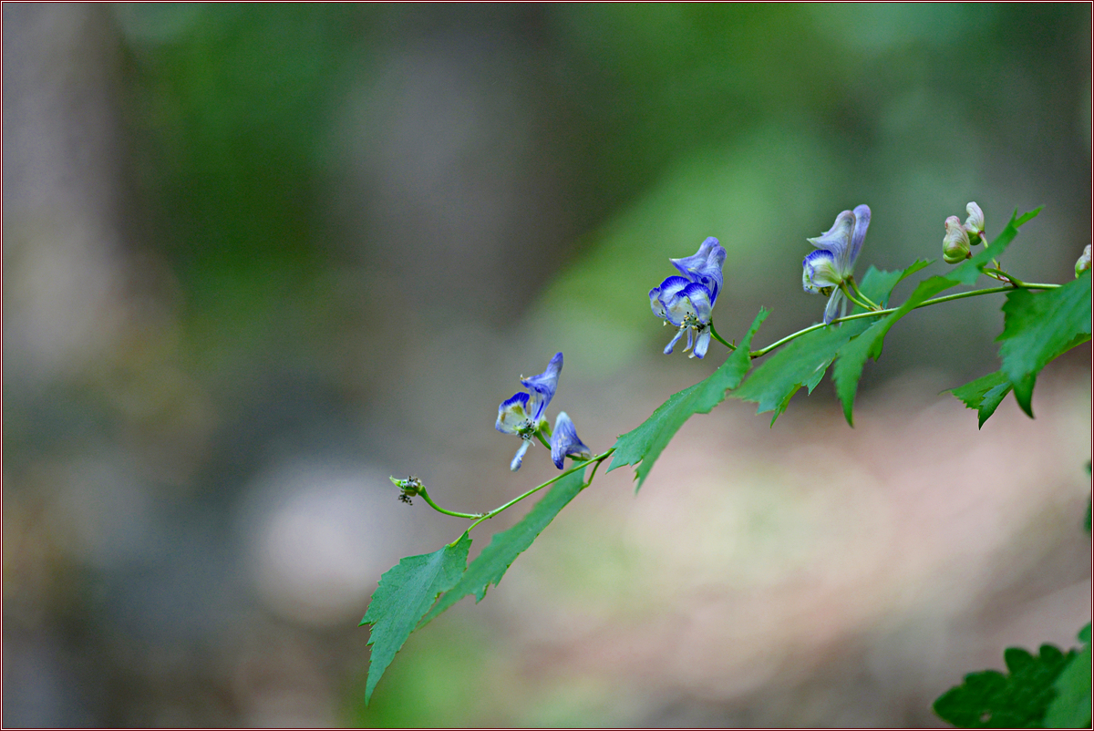 DSC_6179.jpg