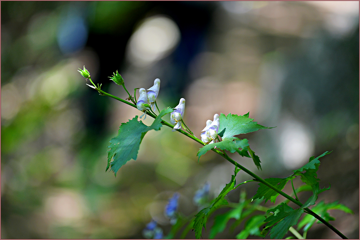 DSC_6176.jpg