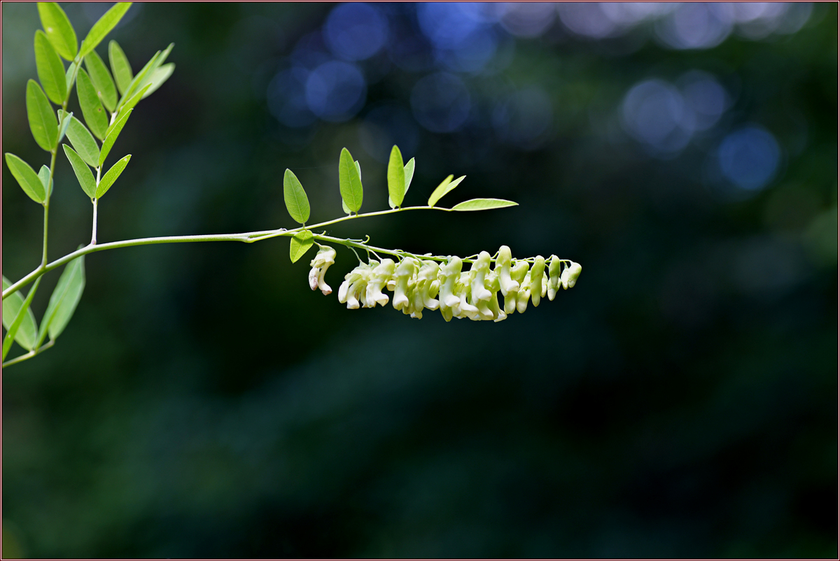DSC_4384고삼.jpg
