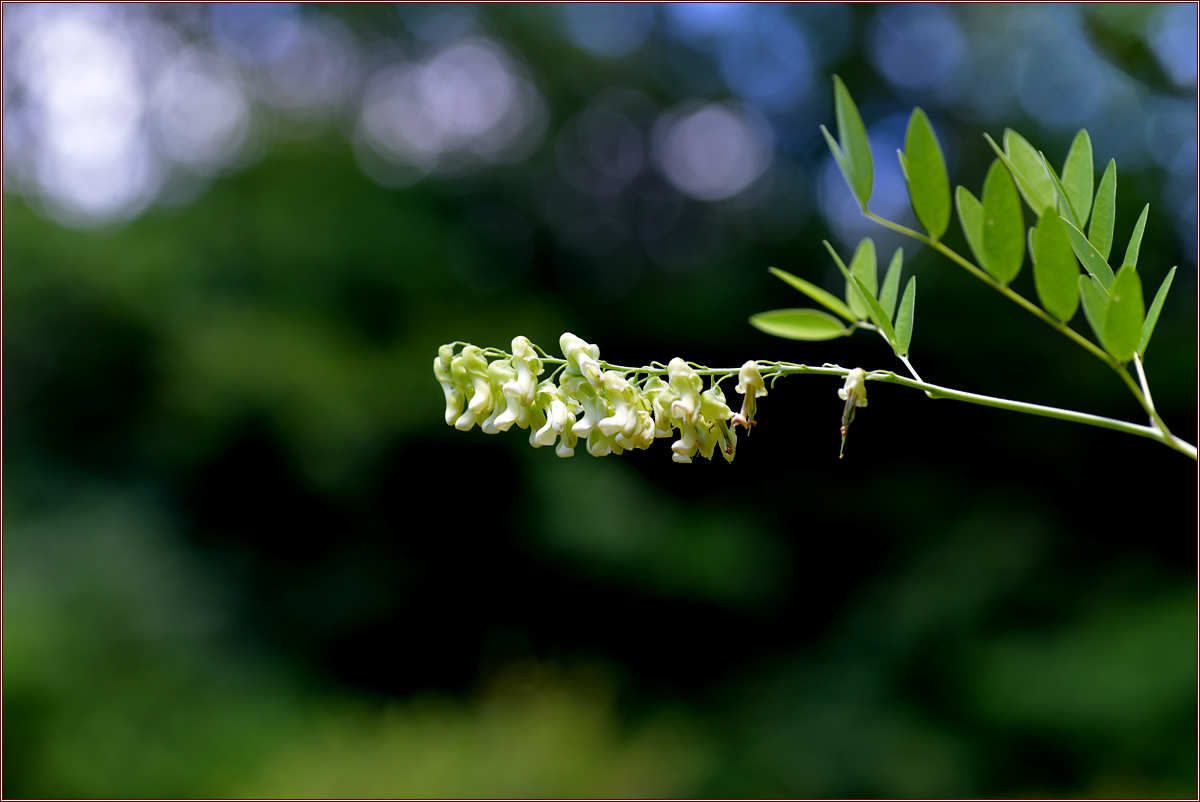 DSC_4385.jpg