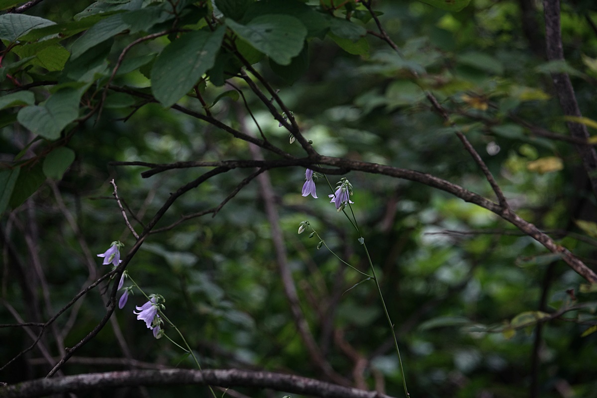 24-07-22 (91)-1.JPG