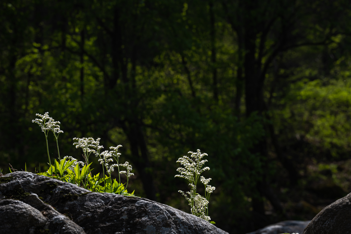 DSC_5814.jpg