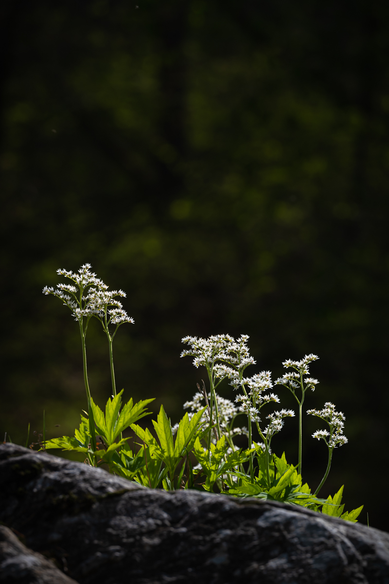 DSC_5811.jpg