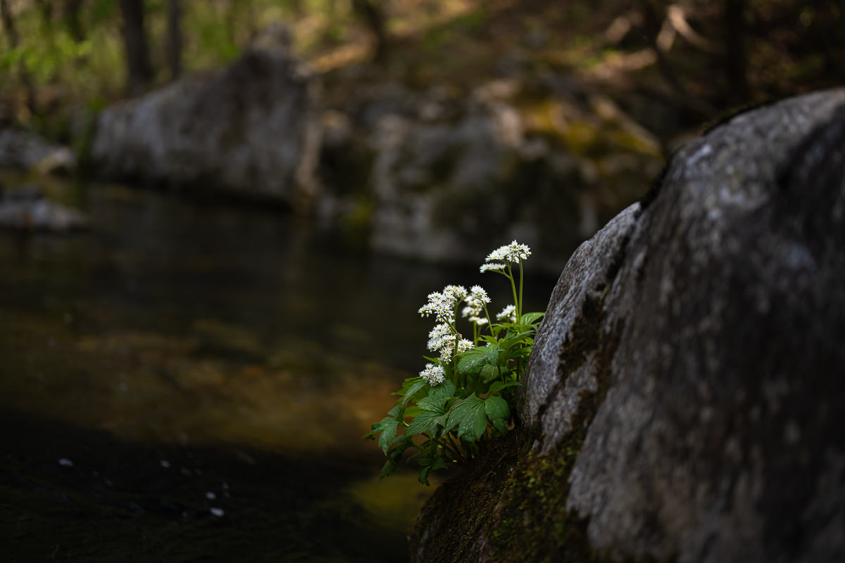 DSC_5654.jpg