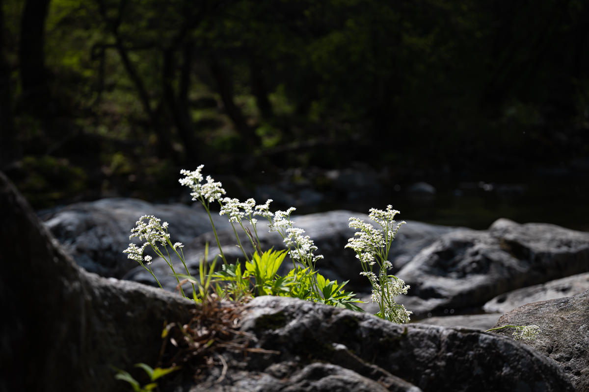DSC_5821.jpg
