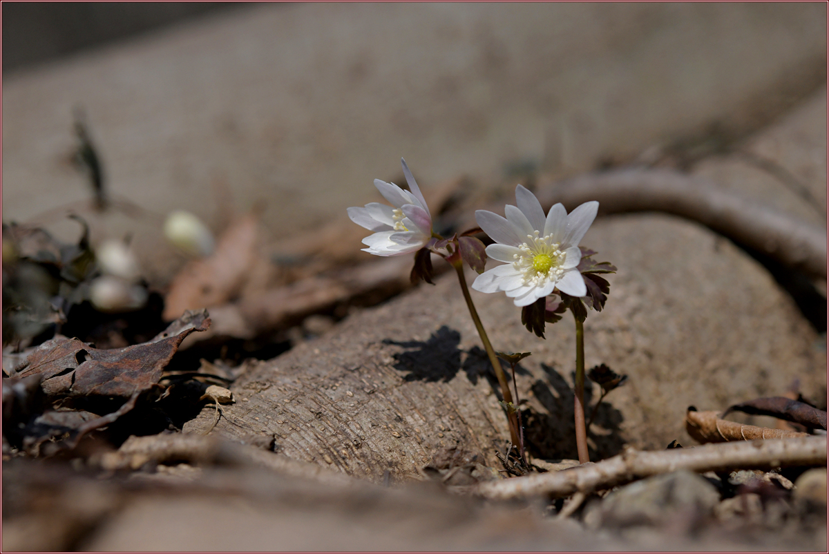 DSC_8807.jpg