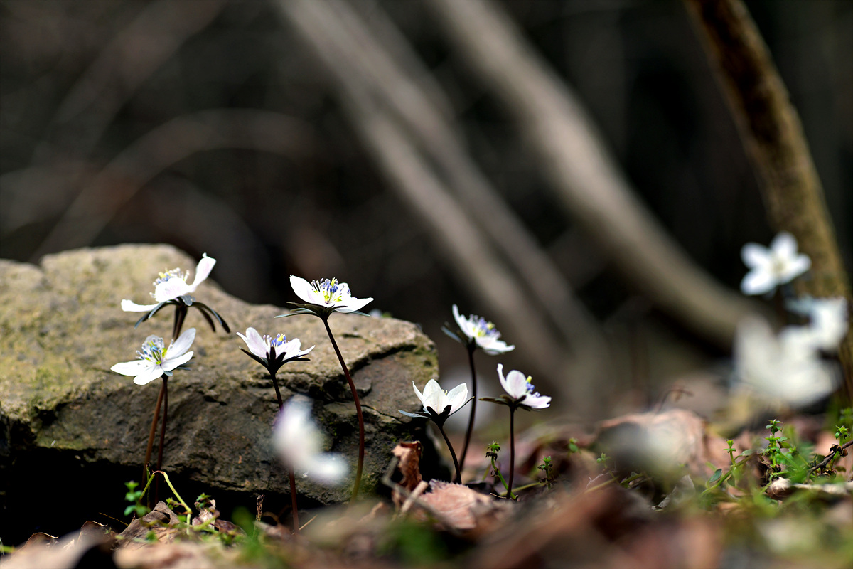 DSC_3198.jpg