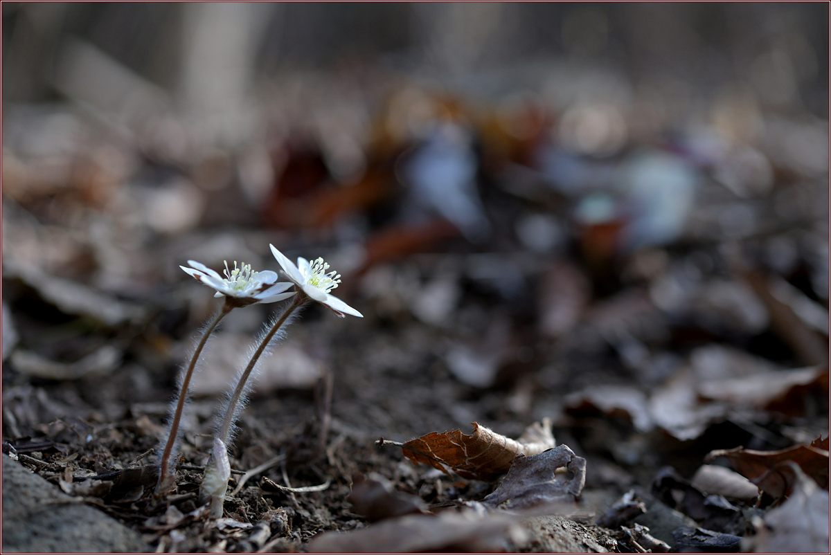 DSC_8953.jpg