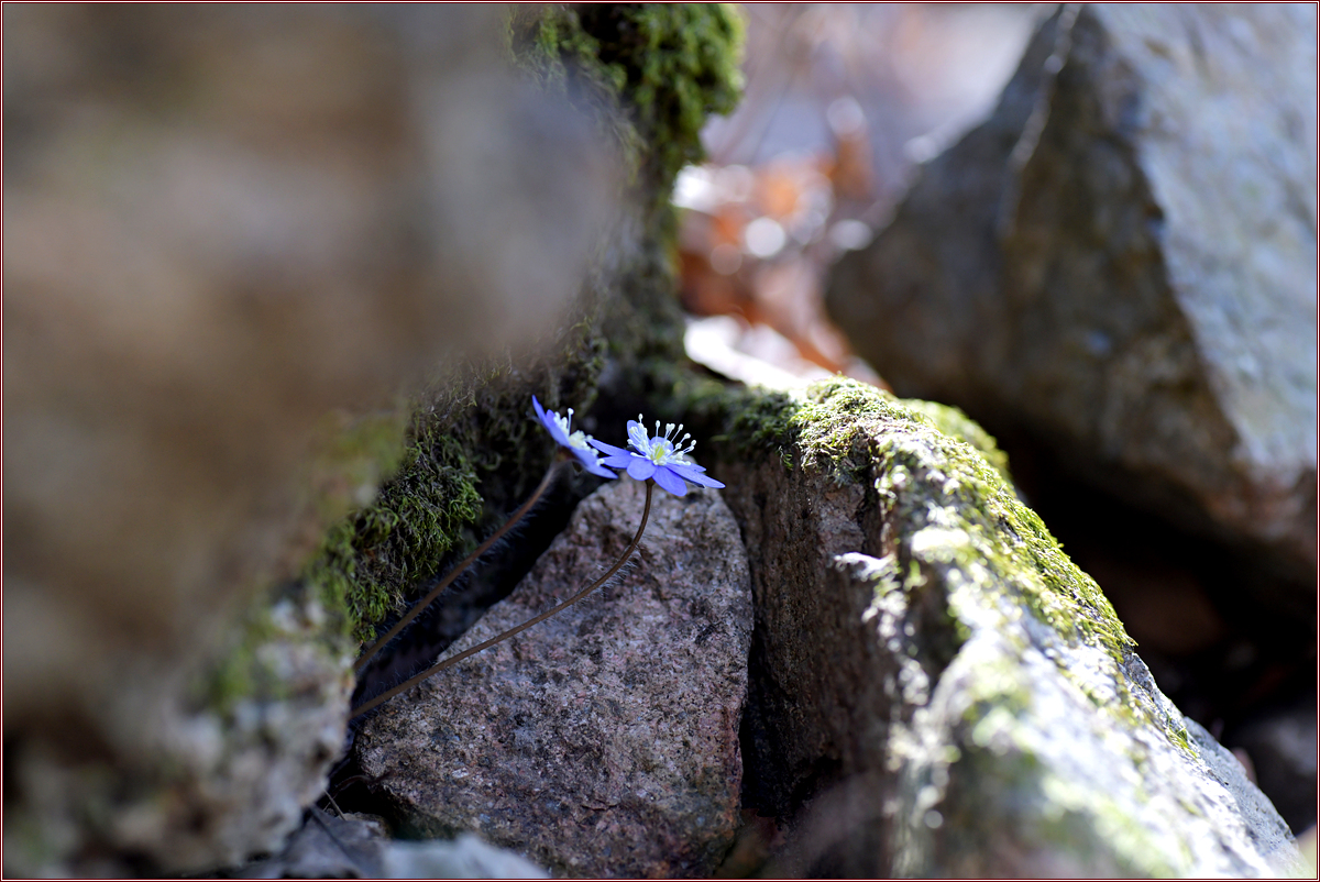 DSC_7918.jpg
