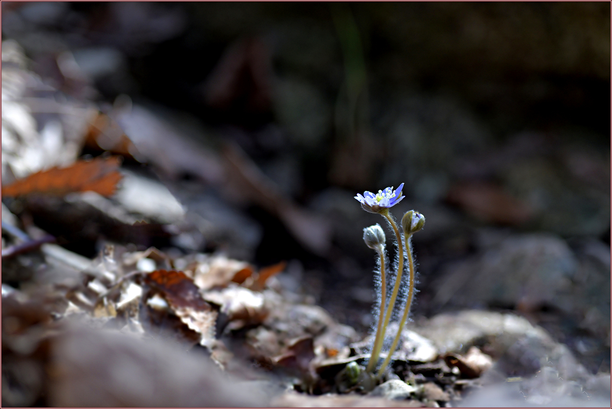 DSC_7916.jpg