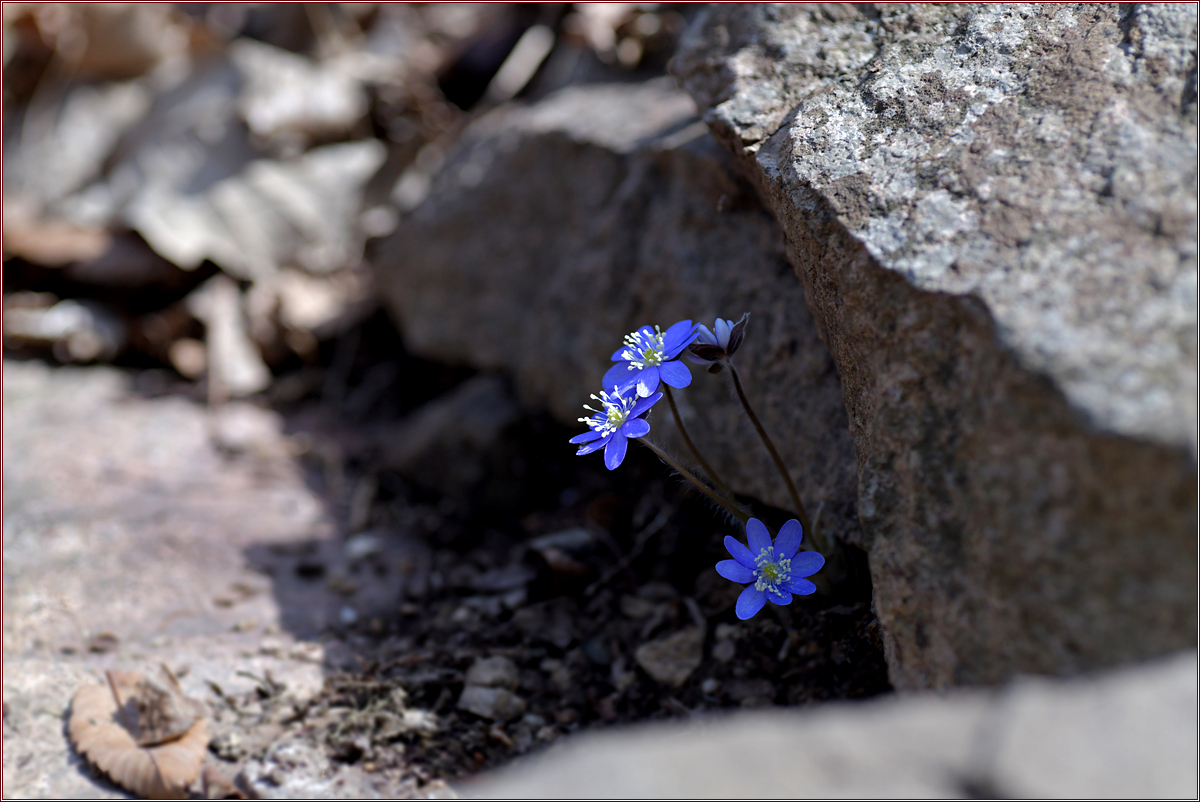 DSC_7921.jpg