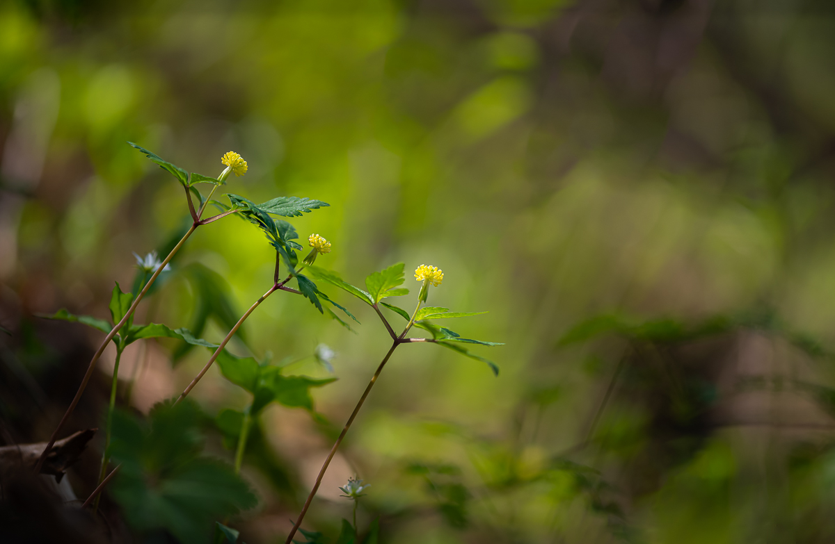 DSC_5649.jpg