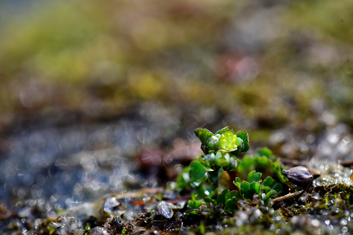 _DSC0004.jpg