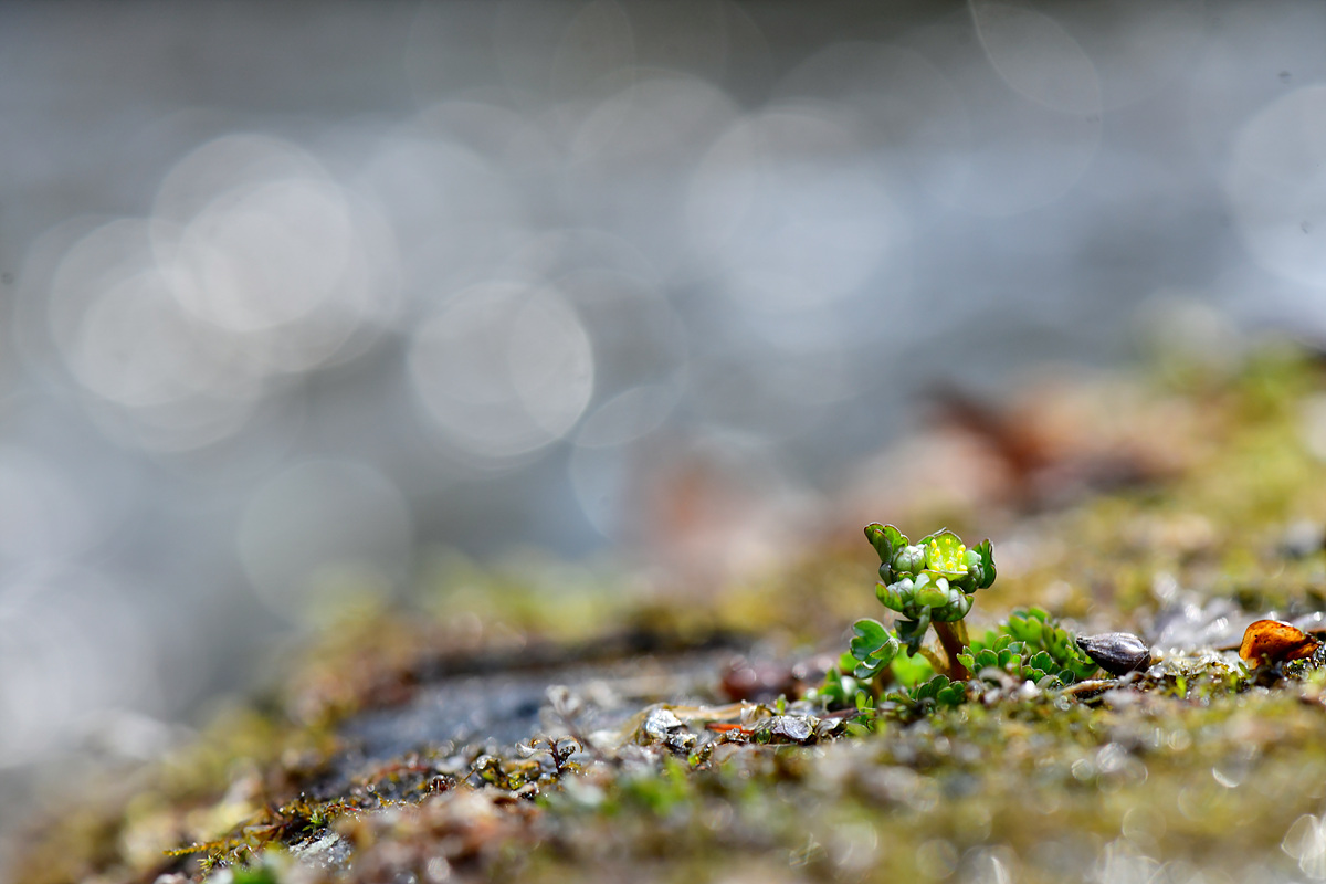 _DSC9998.jpg