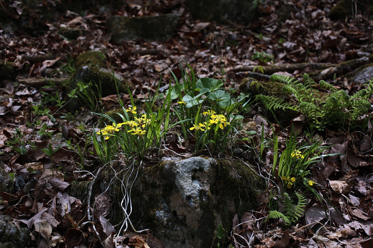 20-04-26 (10)-1.JPG