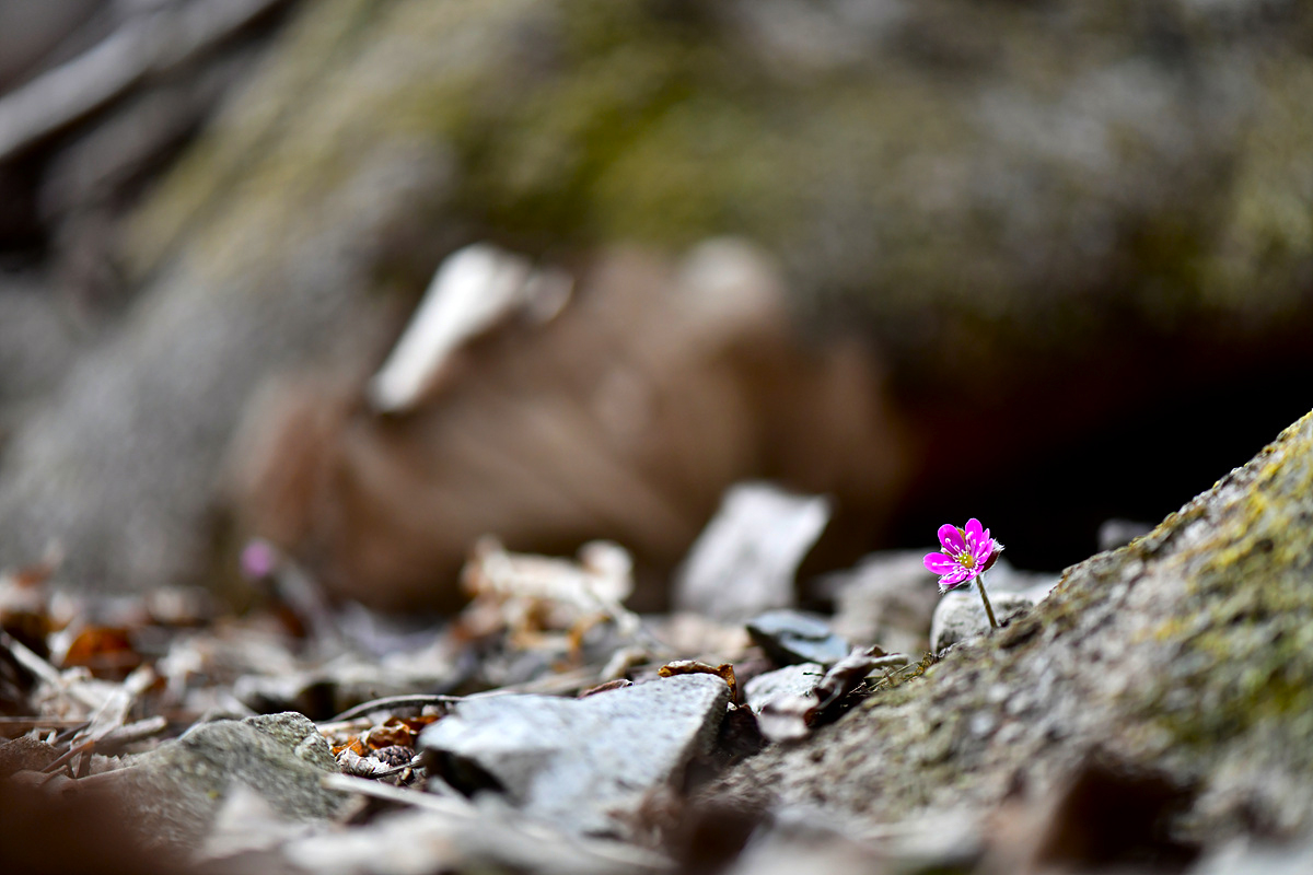 _DSC0064a.jpg