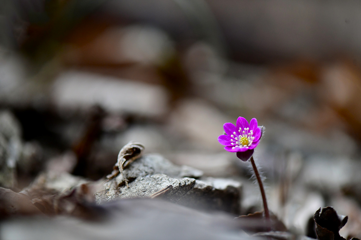 _DSC0039a.jpg