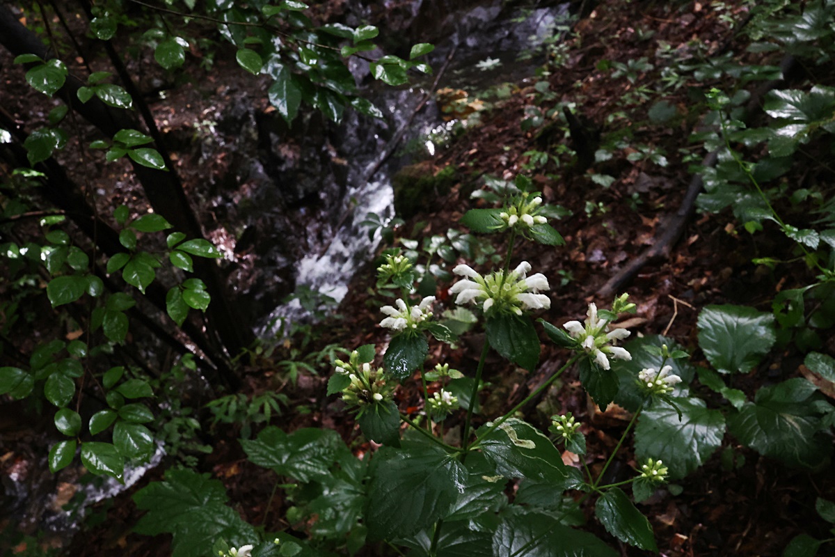 25-07-20 (6)-1.JPG