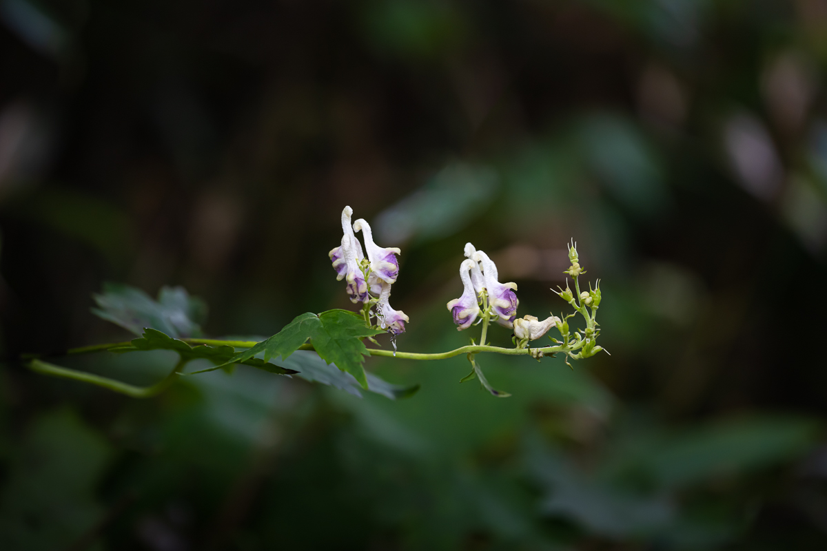 DSC_0396.jpg