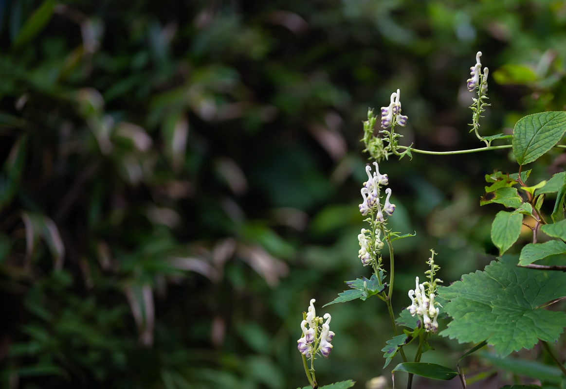 DSC_0557.jpg